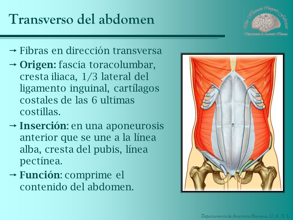 transverso del abdomen origen insercion y funcion